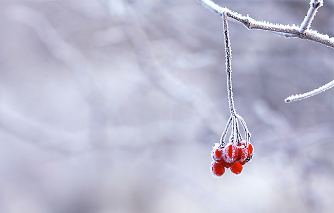 Weihnachtsgruß mit Hagebutte
